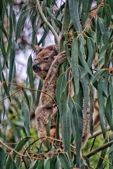 Unser erster Koala: Was für liebenswerte Tiere