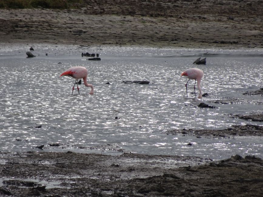 Flamingos 