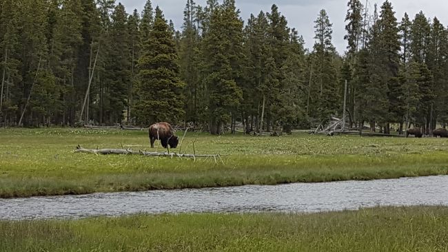 Day 9: Yellowstone National Park