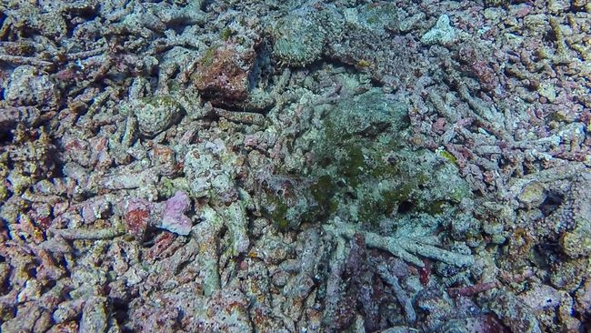Scorpionfish - whoever looks, finds ;)