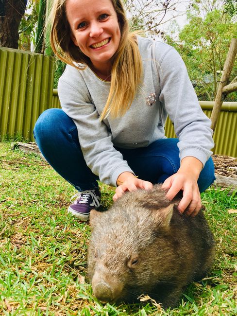 Einmal mit Koalas knuddeln - Besuch im Jirrahlinga Koala & Wildlife Sanctuary