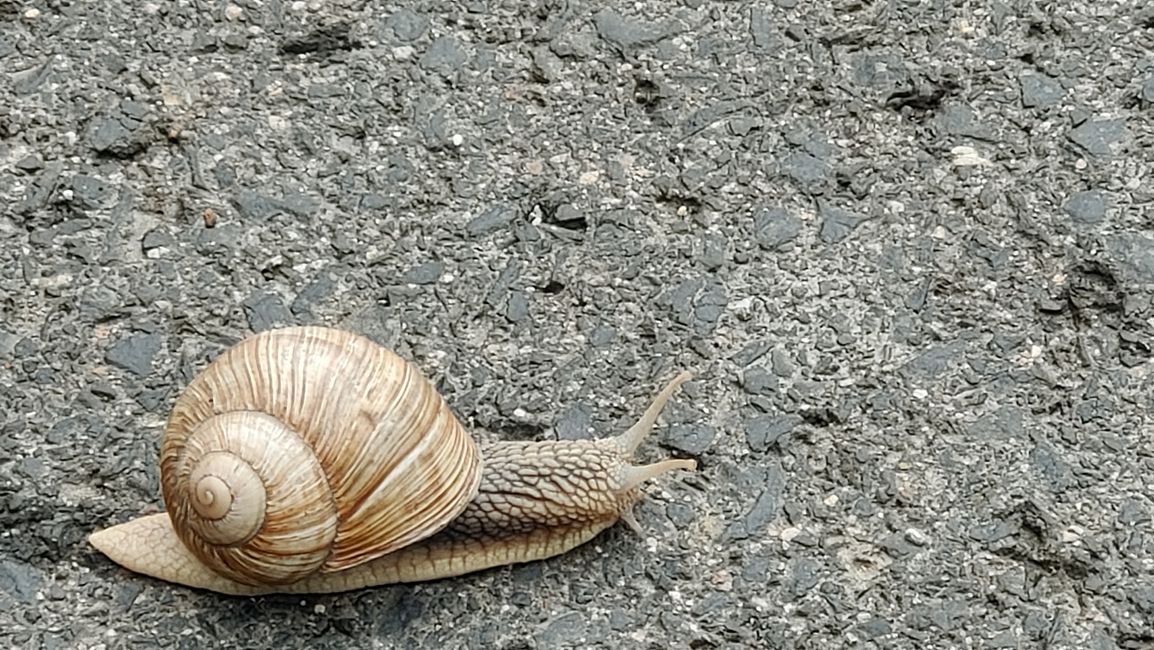 Wildlife