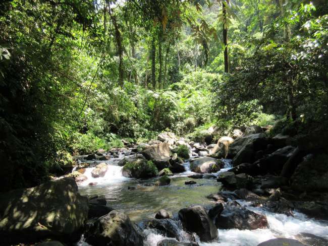 Jungle in Lombok