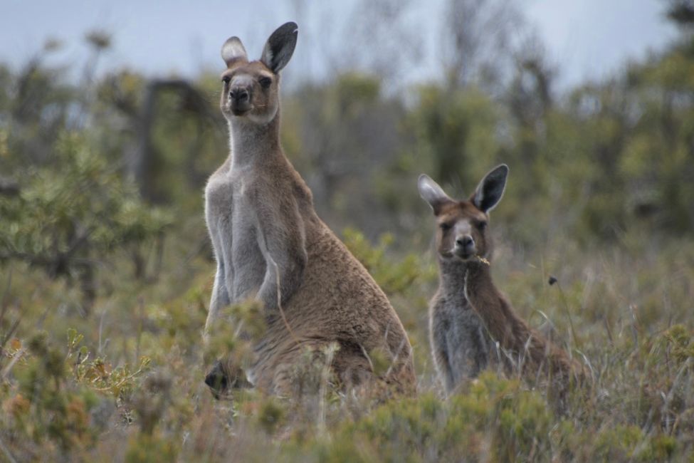 Kangaroos in Cape Le Grand NP