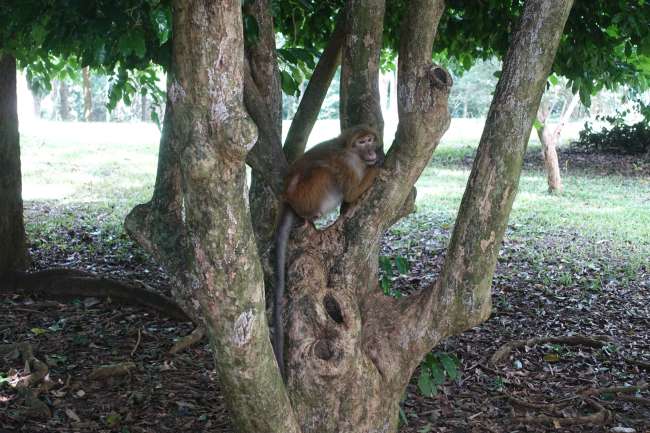 Monkey in the botanical garden
