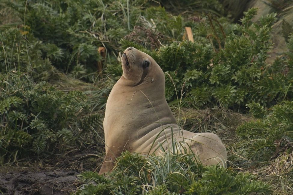 Campbell Islands - Hooker's Sea Lion