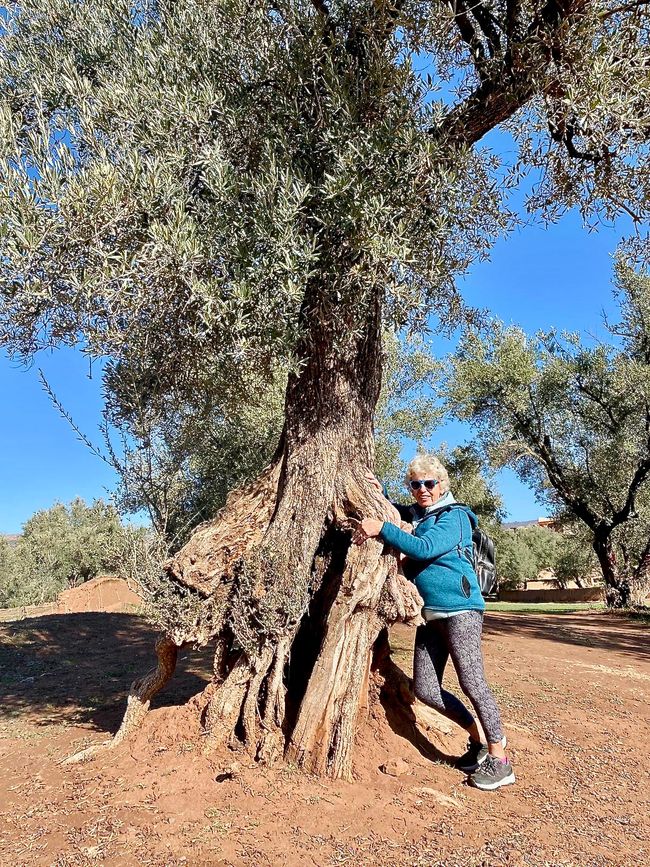 Maria lehnt an einem Olivenbaum, dessen Wurzeln verrotten, der sich aber weiter oben noch gut in Schuss präsentiert.