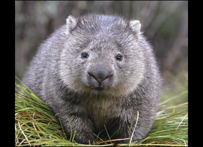 Wombat (Beuteltier, dessen Beutel nach hinten geöffnet ist damit das Baby keine Erde abkriegt:)