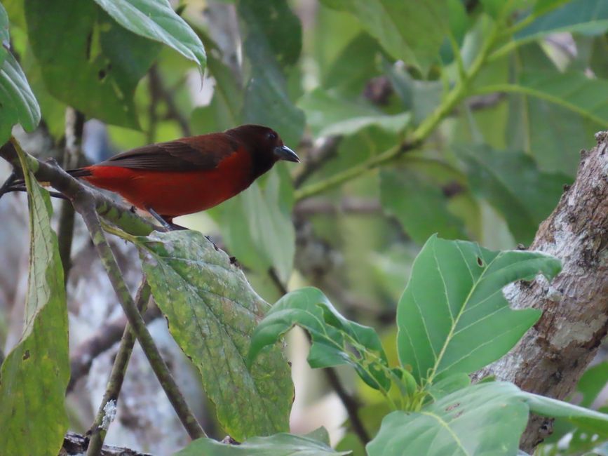 Gamboa - an absolute paradise for birds