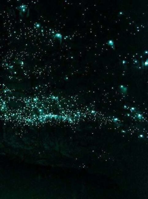 Meer aus Glühwürmchen im Wald 