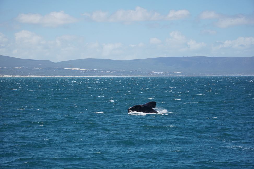 Hermanus ♥️