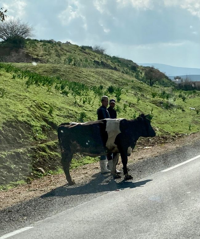 Cows on the road are part of Morocco.