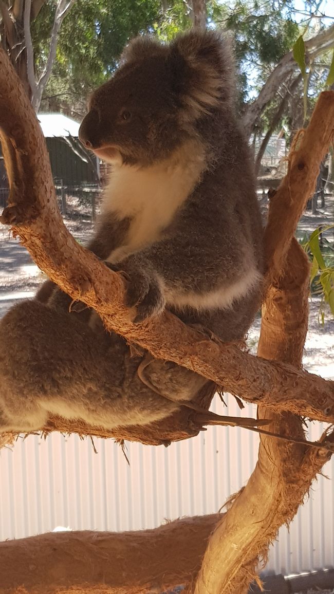 mit Koalas