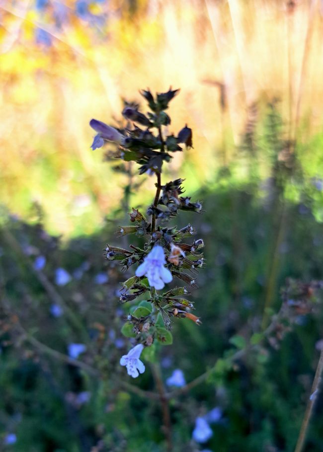 Small-flowered mountain mint