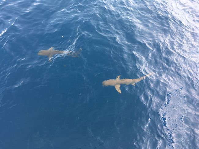 Die Riff- Haie kann man vom Boot aus beobachten