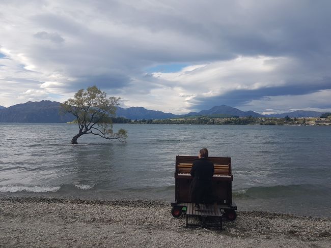 "That Wanaka Tree" und der Pianist