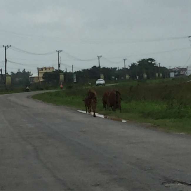Cows are everywhere on the road