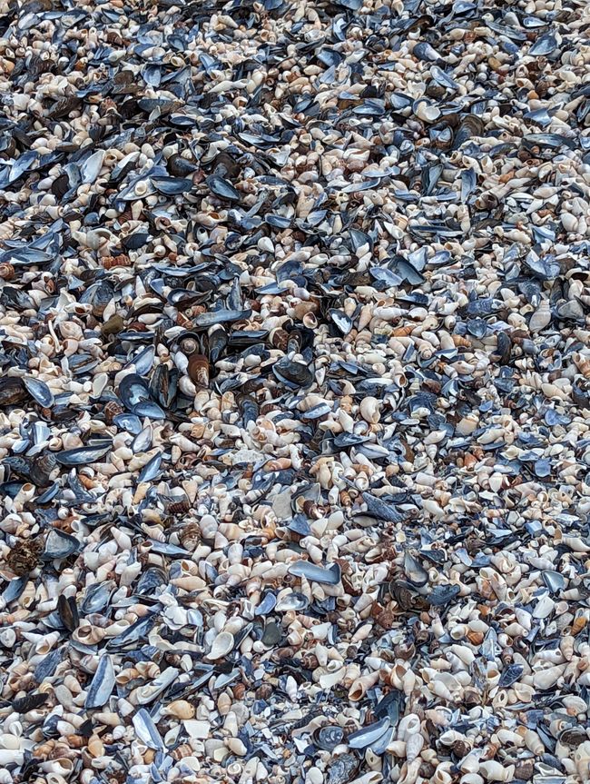 Muscheln ohne Ende ☺️