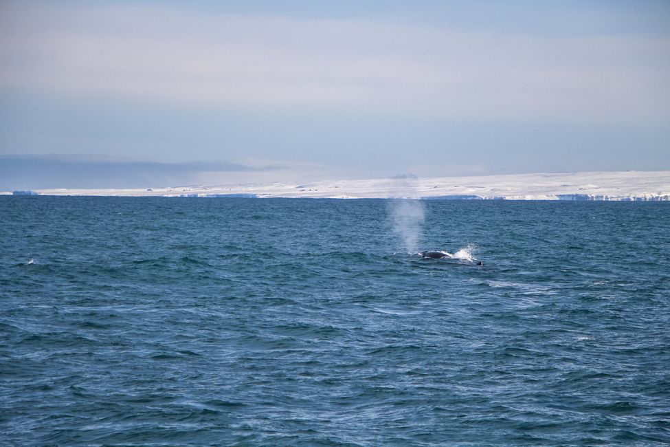 Spotted: fin whale