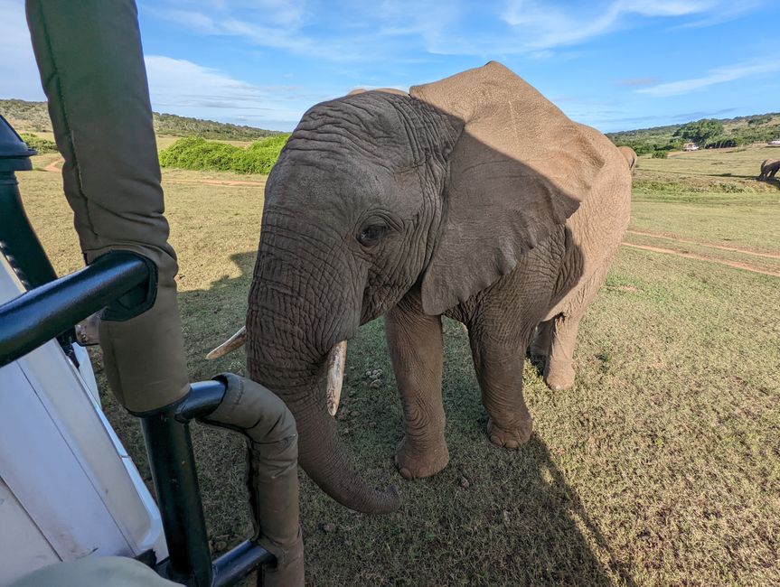 Safari - 四大国