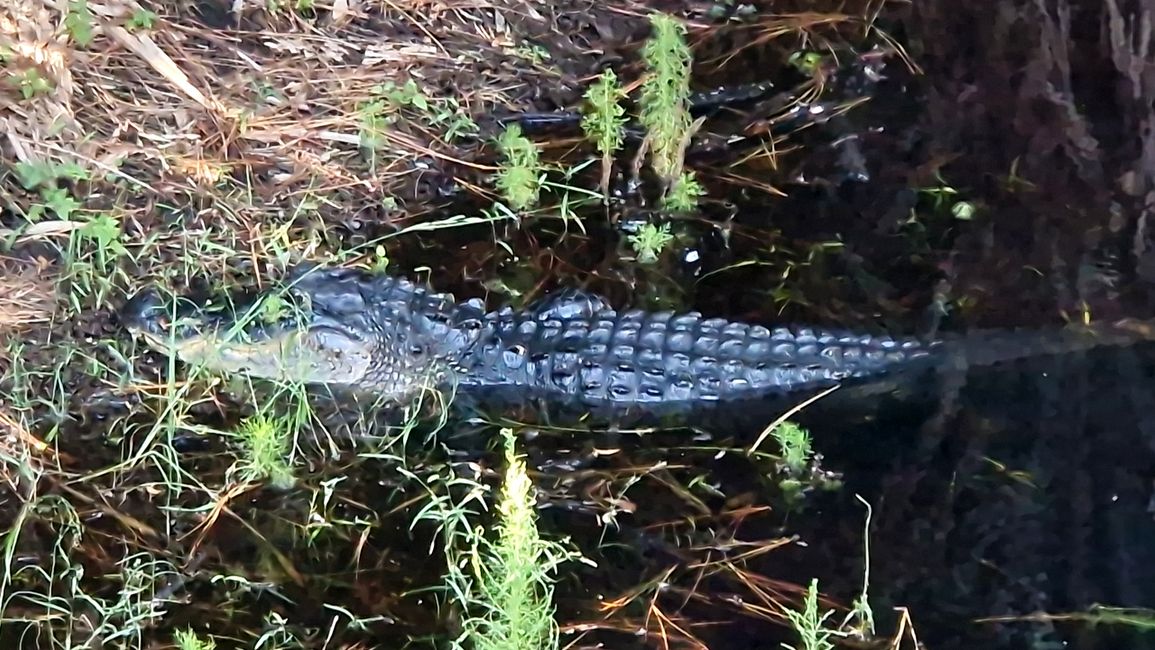 Alligator auf Hunting Island