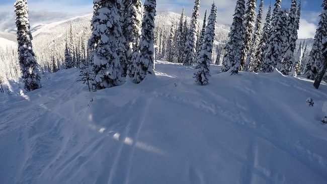 Powder and trees