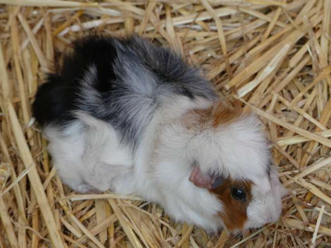 Another guinea pig