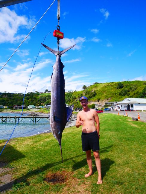 Waiho Bay - Riesenfisch