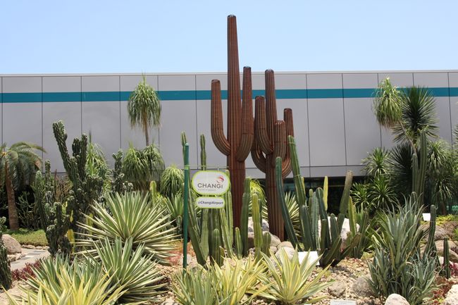 Der Kaktusgarten auf dem Dach des Flughafens, in der Mitte ein großer Kaktus aus Metall