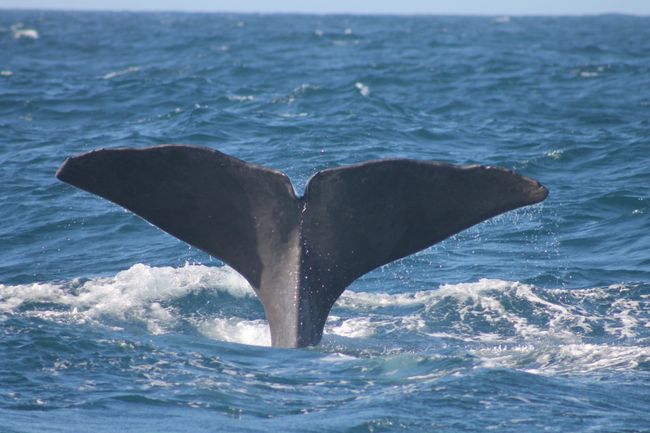 Sperm whale - look at how beautifully it showed us its fin!