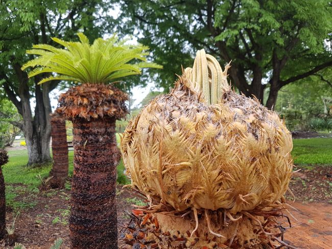 Sago palm sprout
