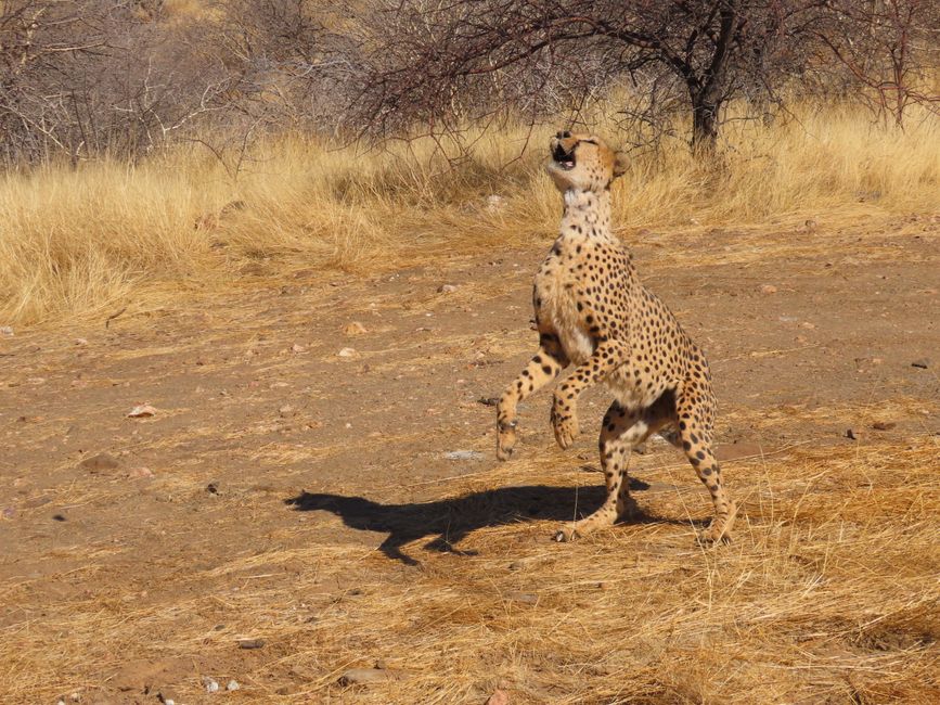 der Gepard dagegen hat einen kleinen Kopf und wirkt von seiner gesamten Statur mehr wie eine Hyäne als wie eine Katze