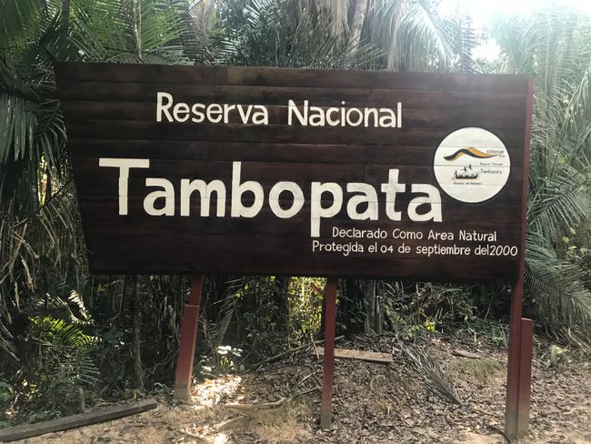Back online😎👌! After 3 days in the jungle in Tambopata National Reserve, we arrived safely in Cusco today! Behind us are three indescribable and eventful days with beautiful wildlife and plant life! Leckomio had encounters with spiders🙈🙈🙈🙈🙈 The ride in the wooden canoe on Lake Sandoval started with eight-legged visitors under the benches🙈! Ines did the night guiding tour alone as there was something to be repaired at the bar😎👌 a magnificent excursion away from civilization in a super beautiful eco-lodge! Of course, I couldn't resist making a few casts in the Madre Dios River🐟🐟🐟🐟 unfortunately without success! Oh yes, the "emergency whistle" on the quiet toilet definitely had its purpose🦟🐍🦂🦇🐢🐌🙈😂😂😂😂