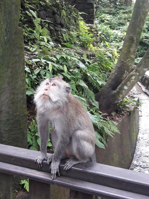 Bali - Ubud Monkey Forest
