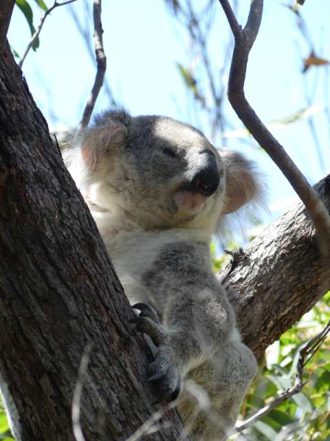 Awake koala