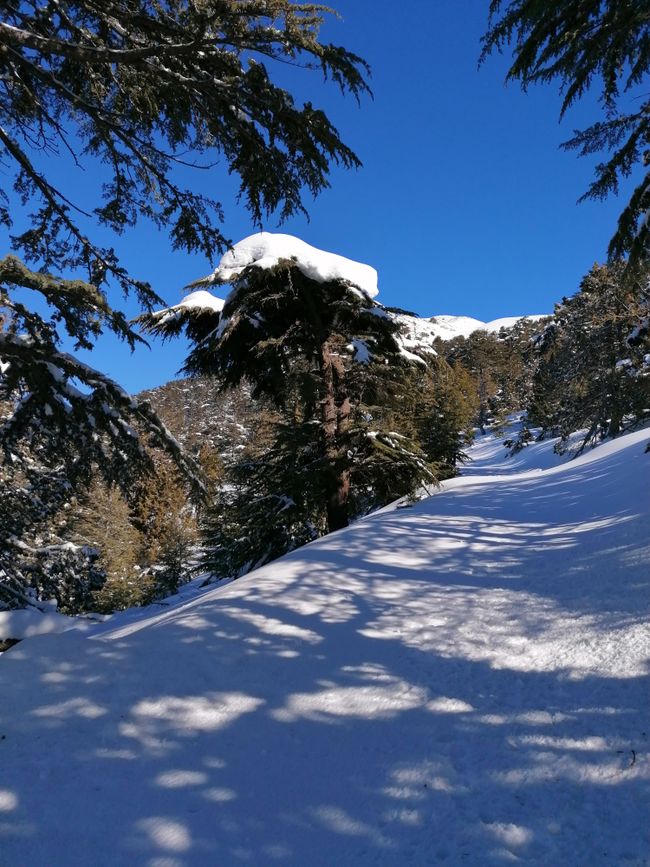 Snowshoe Hike