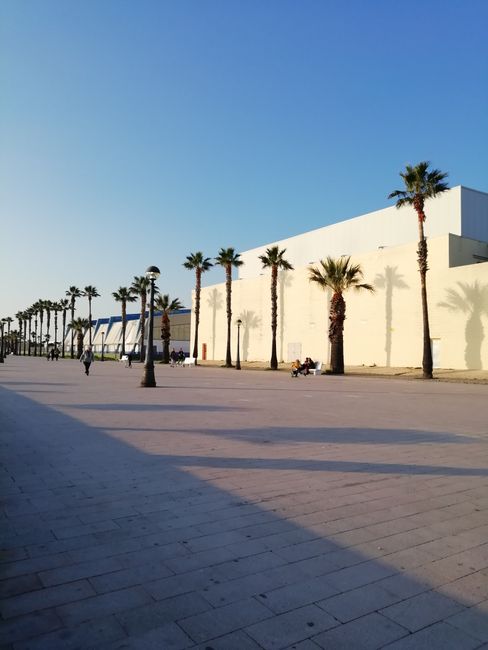 Cadiz / Portu Reale 2019 / 2020