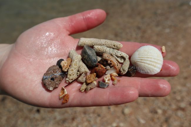 Shells and corals.