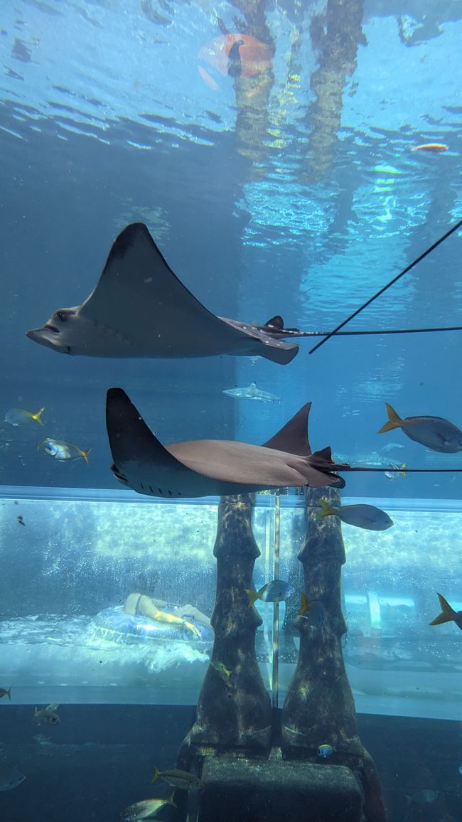 Shark Attack slide through the Aquarium