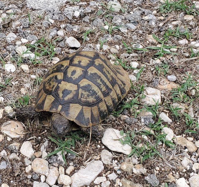 Turtle by the roadside
