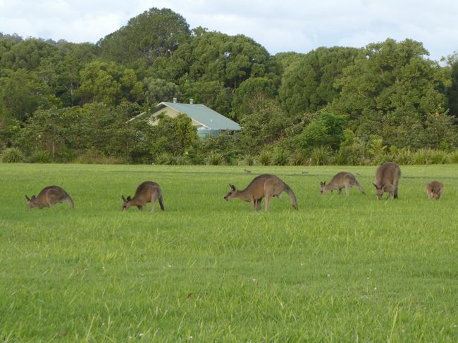 Kangaroo Clan
