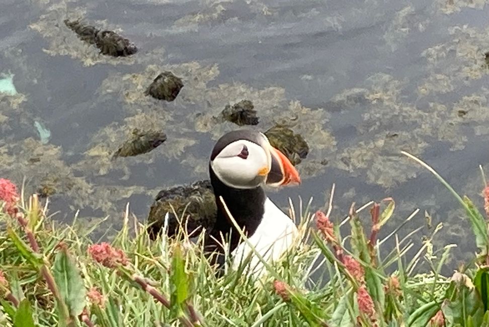 In Icelandic, puffins are called Lundi