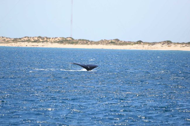 Tag 27: Exmouth (Schwimmen mit Walen)