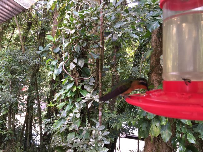Kolibri Futterstation
