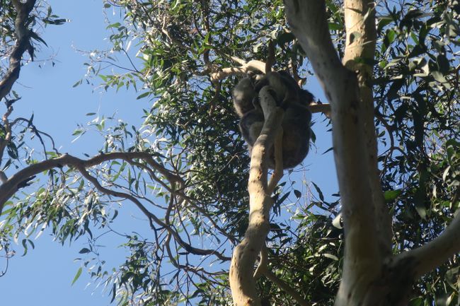 Koala hoch oben im Baum 🐨 