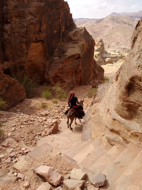 Die Stufen sind für den Muli kein Problem. Der Beduine schaut derwil auf sein Handy und hört Musik aus der Bluetoothbox, die auf dem Muli montiert ist.