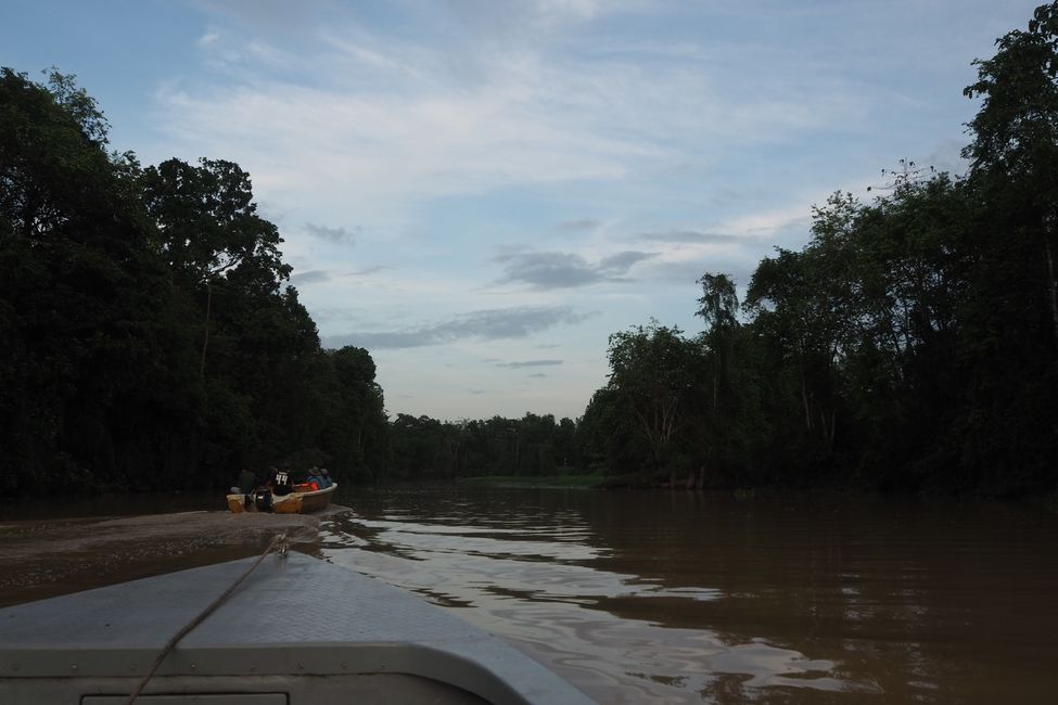 3 tägige Kinabatangan River Safari/Sabah/auf Borneo 🇲🇾