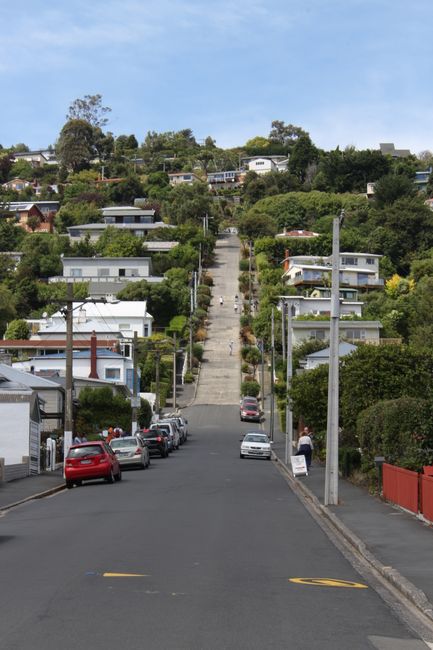 Baldwin Street - Dunedin - Doesn't look so steep!