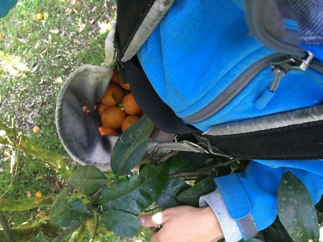 Picking oranges