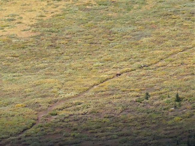 Grizzly with Cubs on Opal Hills Trail